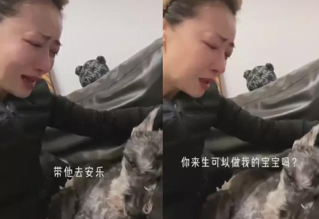 陈紫函爱犬离世崩溃大哭，将狗狗当孩子宠