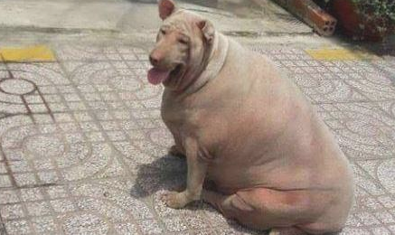 狗狗过胖了，从身后看真是就是说一头猪，网友称：是姥姥养的！