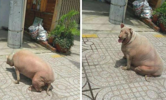 狗狗过胖了，从身后看真是就是说一头猪，网友称：是姥姥养的！