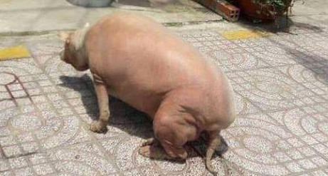 狗狗过胖了，从身后看真是就是说一头猪，网友称：是姥姥养的！