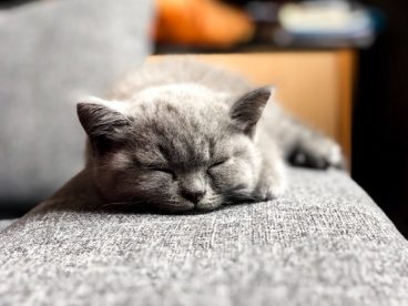 可爱蓝猫睡觉图片