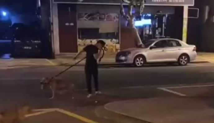 残忍！浙江一男子训练比特犬咬死待产母猫，被路人喝止后加速离开