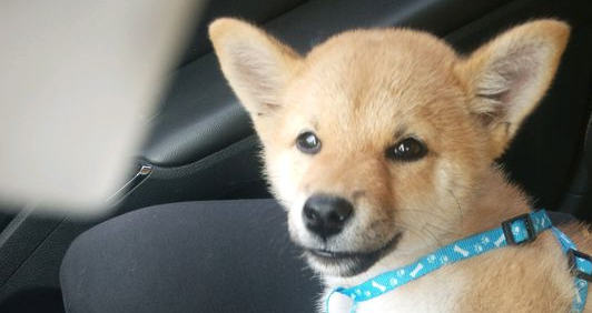 假期结束了，柴犬要跟主人家离去家乡了，可它都还没玩够