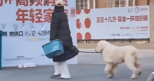 河南狗子和主人闹脾气，赖在门口半天拽不回家，过路男子搞笑解说
