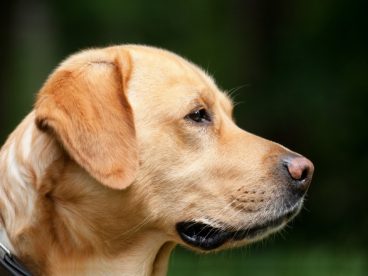 拉布拉多犬高清图片