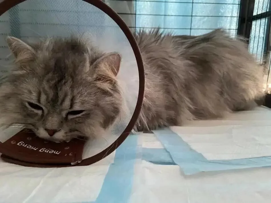 猫咪尿闭几天会死亡?教你如何识别并快速应对