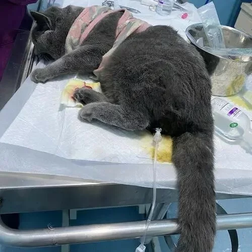 猫咪尿闭几天会死亡?教你如何识别并快速应对