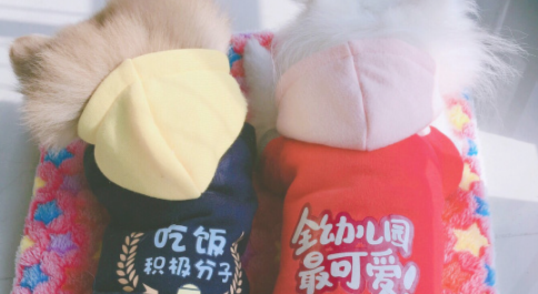 “弟弟”做错事,博美不但不改正,还不许主人家打,它要替代责罚