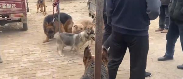 为了卖狗,小伙让它们咬二哈