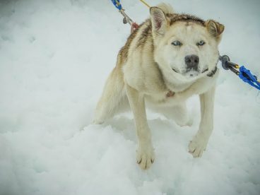 拉斯维加斯雪橇犬图片