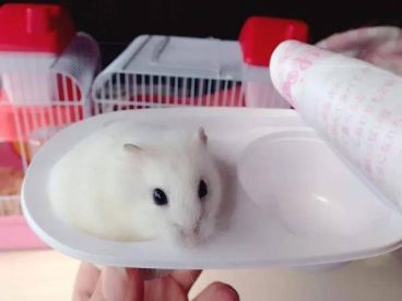 奶茶仓鼠