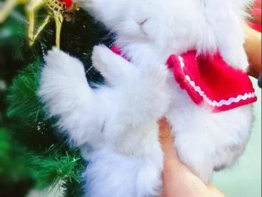 海棠兔祝大家圣诞节快乐