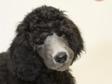 黑贵宾犬图片