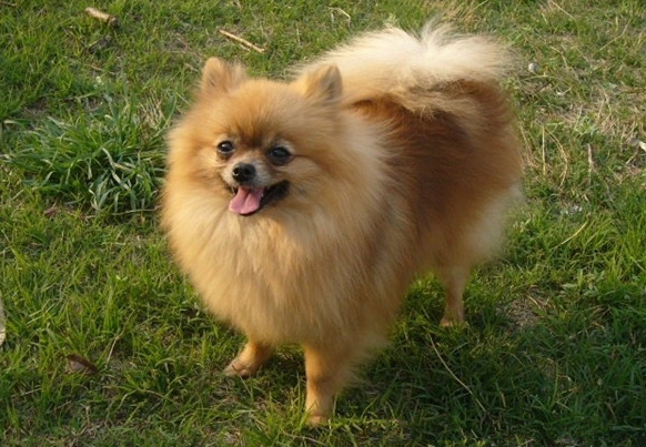 山东一恶犬咬伤女学生，狗主人却称对方碰瓷，警方处理不了