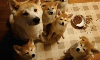 柴犬妈带5只小柴犬闯祸，被质问时都可怜望着主人家，不愧为是一家人