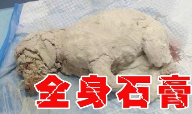 3月大幼犬被浑身涂满石膏虐待，视网膜被烧毁，肇事者还嚣张挑衅