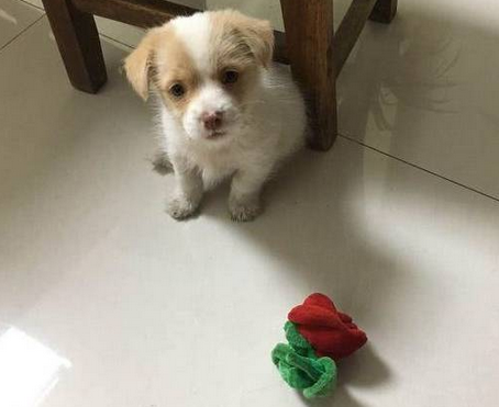 小奶狗火腿被主人抢走,一脸委屈的样子
