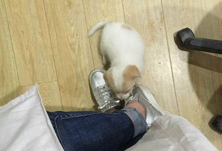 小奶狗火腿被主人抢走,一脸委屈的样子