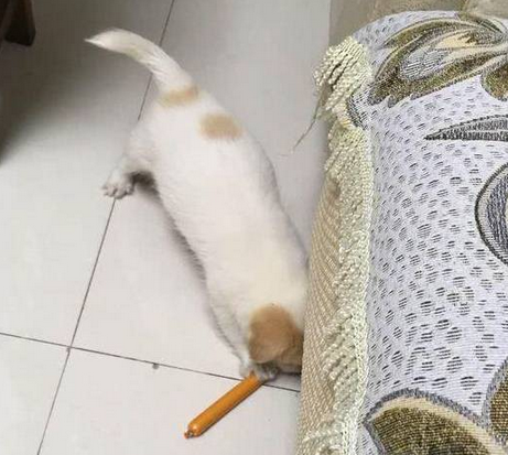 小奶狗火腿被主人抢走,一脸委屈的样子