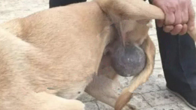 狗狗趴道上一动不动，过路人挨近细看赶快送医院门诊