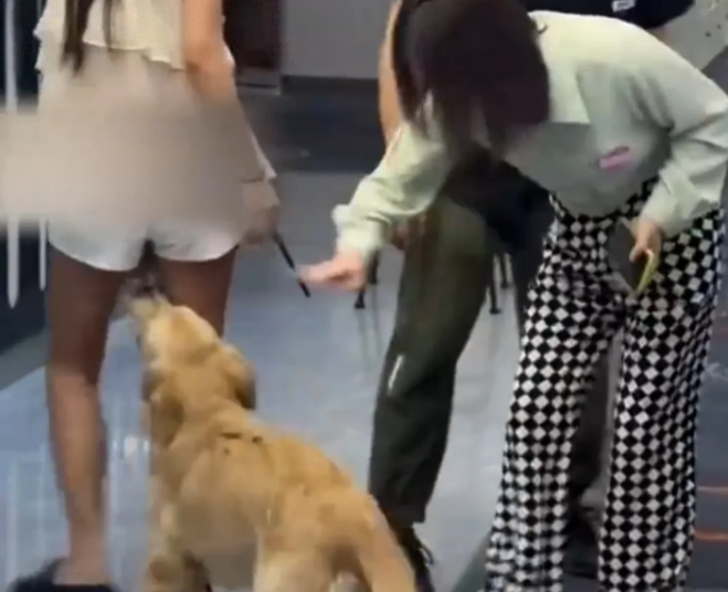 狗子看上美女顾客竟抱着大腿欲强上屁股不停抖动