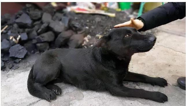 农村的土狗有多可爱？养过的人都知道！