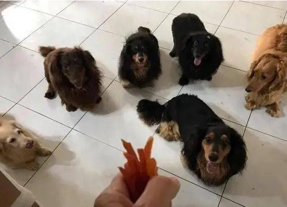 6只腊肠犬用发光的目光注视主人家，嘴巴的样子已出售了他们