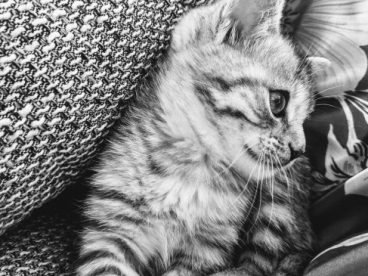 可爱小猫黑白摄影