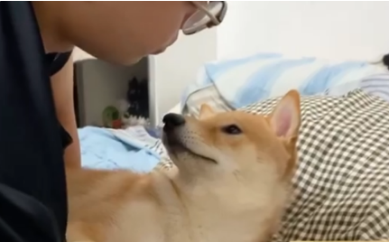 面对主人狂吻，柴犬一脸生无可恋！但有的狗狗并不喜欢亲吻拥抱