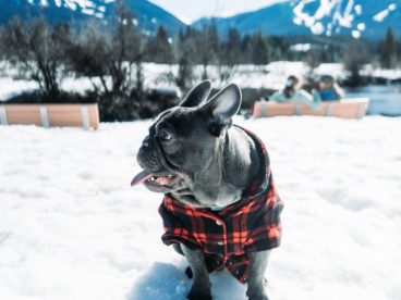 雪地黑色斗牛犬狗狗图片