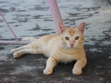 萌态可爱宠物猫图片