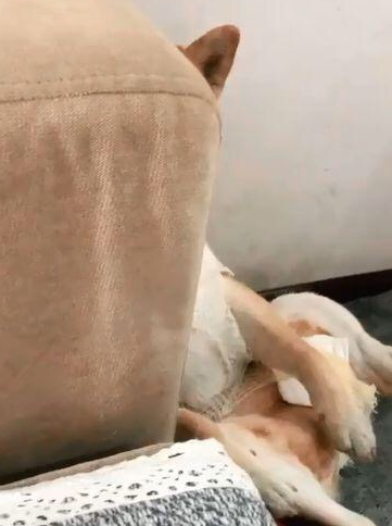 柴犬刚做完绝育手术,每日拿手捂住裆,柴犬:将你的蛋帮我!