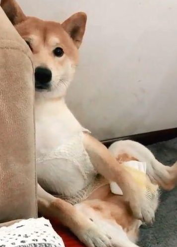 柴犬刚做完绝育手术,每日拿手捂住裆,柴犬:将你的蛋帮我!