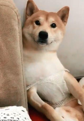 柴犬刚做完绝育手术,每日拿手捂住裆,柴犬:将你的蛋帮我!