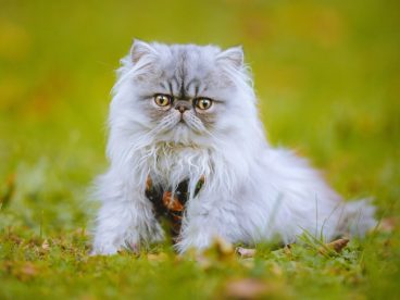 蹲在草地上的灰色波斯猫图片