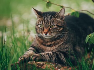 春天草地慵懒小猫咪图片