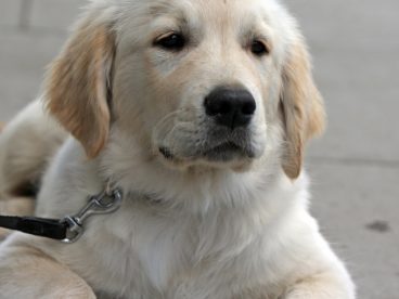 白色金毛犬图片