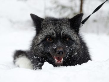 雪地黑狼犬图片
