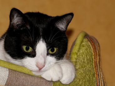 蓝眼睛黑色小猫图片