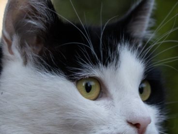 猫侧面头像特写图片