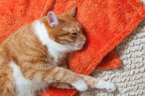 猫低血糖症:从症状到治疗,一文读懂
