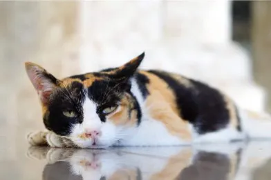 猫低血糖症:从症状到治疗,一文读懂