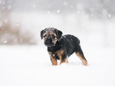 雪地上的小狗图片