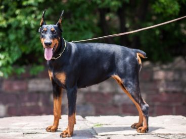 黑色杜宾犬图片