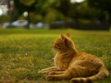 趴在草地上懒洋洋的小猫咪图片