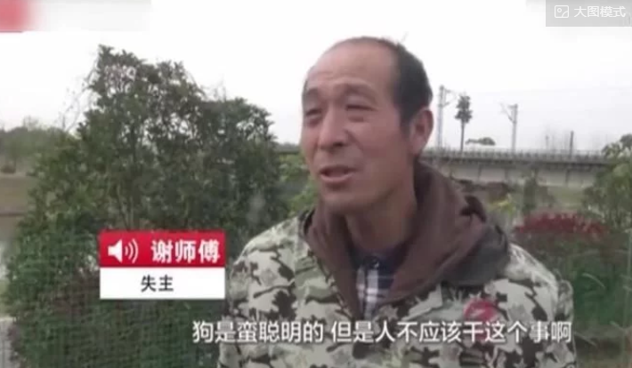 真的狗！狗主人竟训练金毛去偷鸡，数量高达300多只！