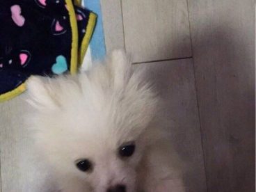 博美宝宝三个月大
