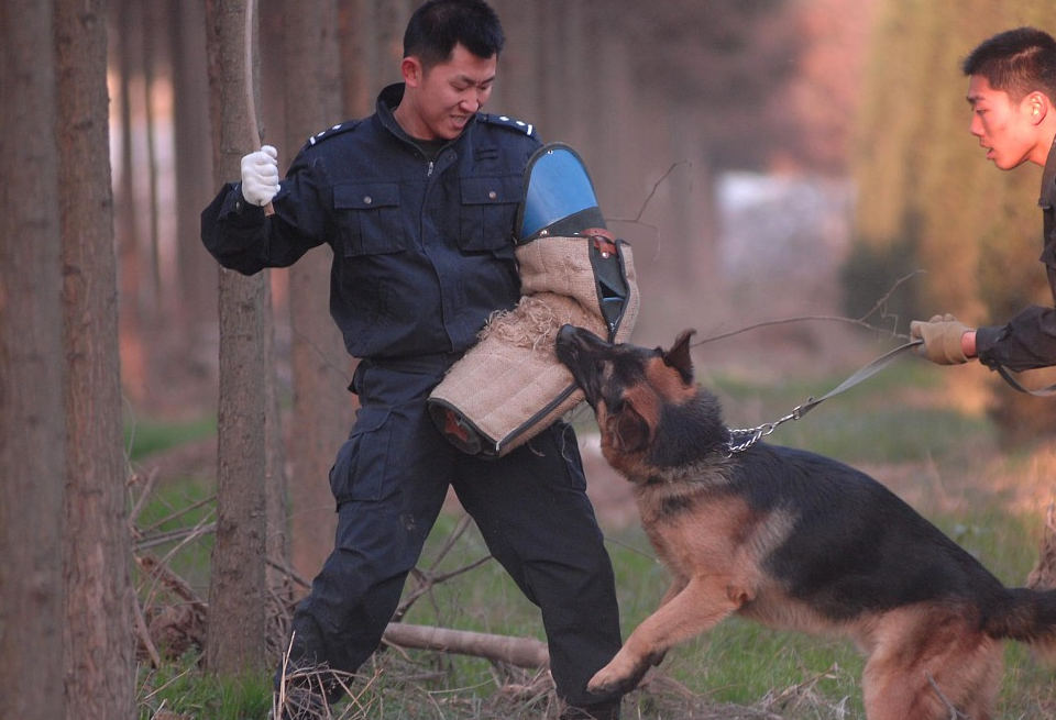 遇到女孩牵着狗“礼貌”的问答引热议:直接造成暴击 恶犬伤人