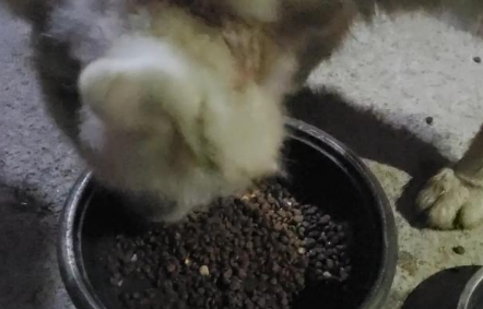平时随手喂养过的流浪狗，今天豁出性命帮我脱困！