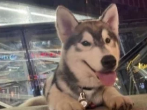 南昌：狗给狗献血，“助狗为乐”的哈士奇却丢了命